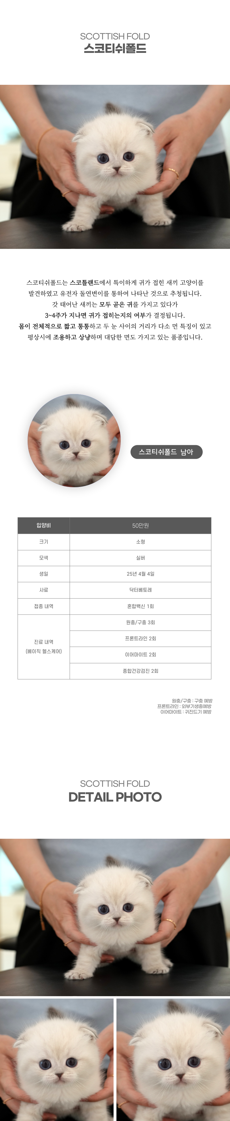 스코티쉬폴드_상세이미지_2